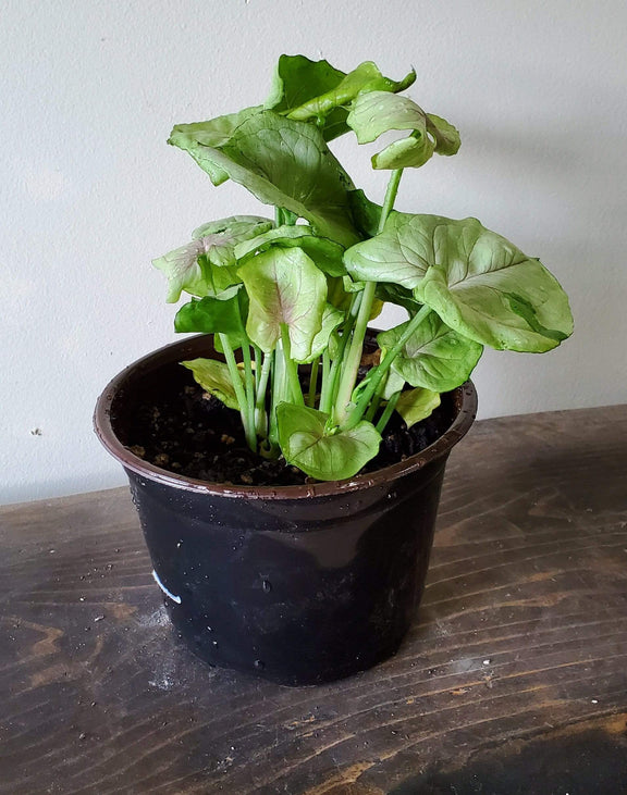 Urban Sprouts Plant 6" in nursery pot Arrowhead Vine 'Roxana'