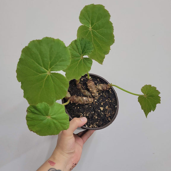 Urban Sprouts Plant 6" in nursery pot Begonia Emeiensis