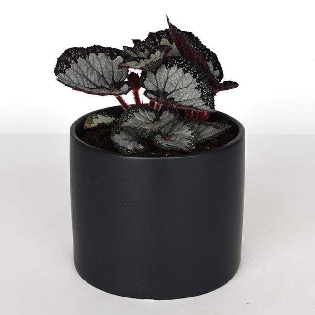 Urban Sprouts Plant 6" in nursery pot Begonia 'Festival Sterling'