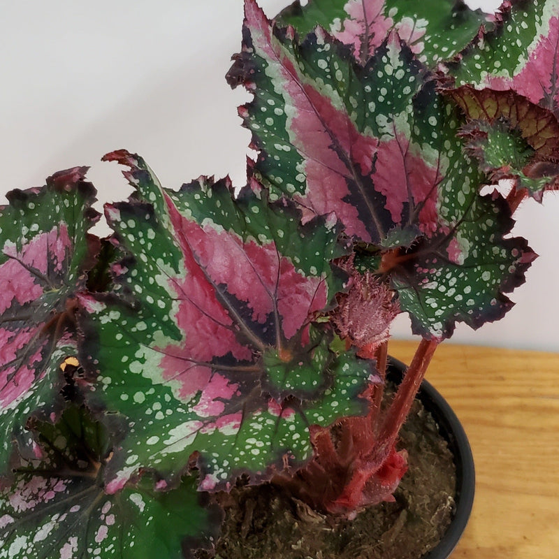 Urban Sprouts Plant 6" in nursery pot Begonia 'Festive Red and Green'