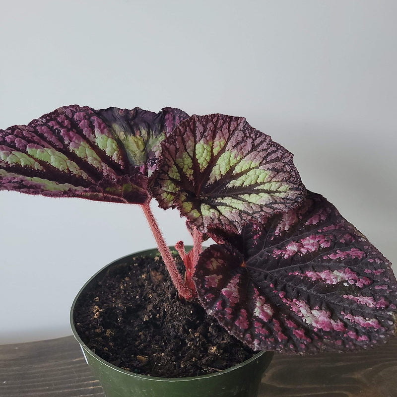 Urban Sprouts Plant 6" in nursery pot Begonia 'Fire Woman'