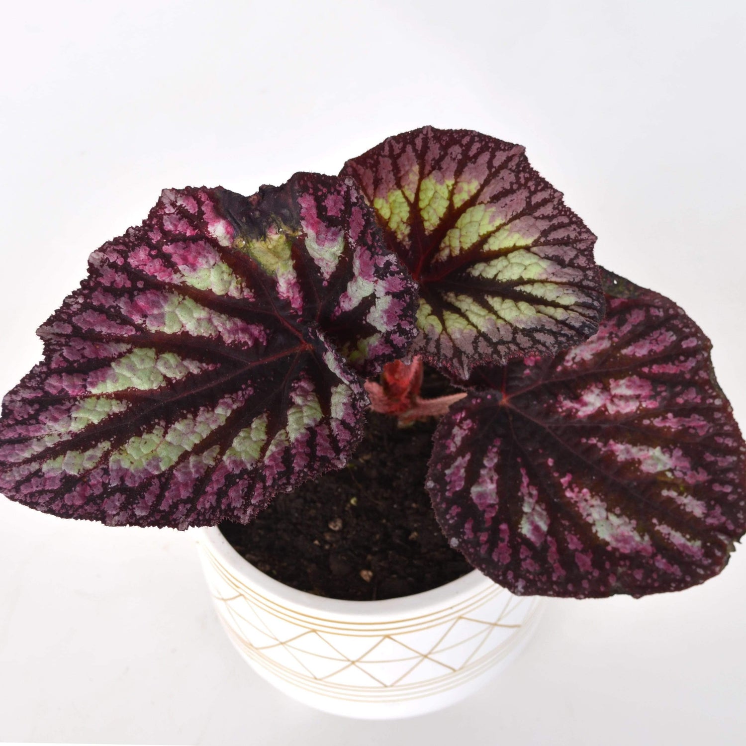 Urban Sprouts Plant 6" in nursery pot Begonia 'Fire Woman'