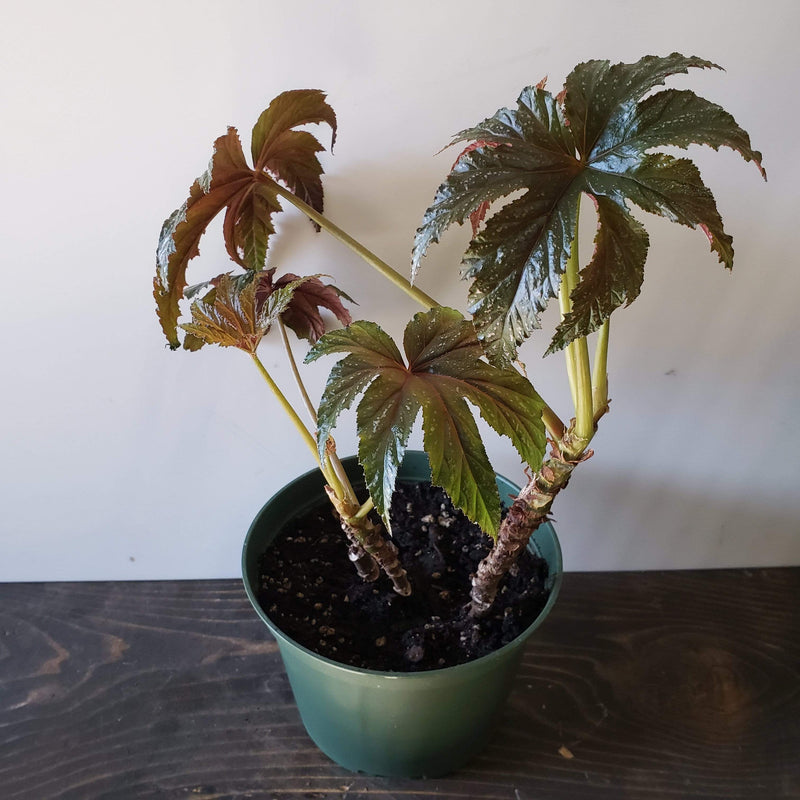 Urban Sprouts Plant 6" in nursery pot Begonia 'Gryphon'