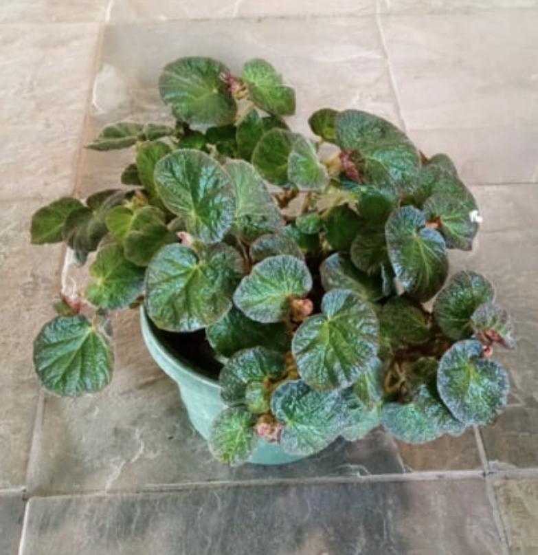Urban Sprouts Plant 6" in nursery pot Begonia 'Manuas'