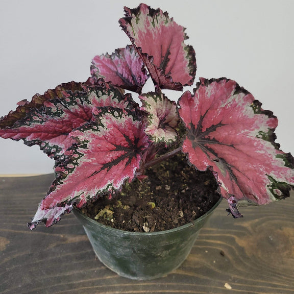 Urban Sprouts Plant 6" in nursery pot Begonia 'Tuscan Bonfire'