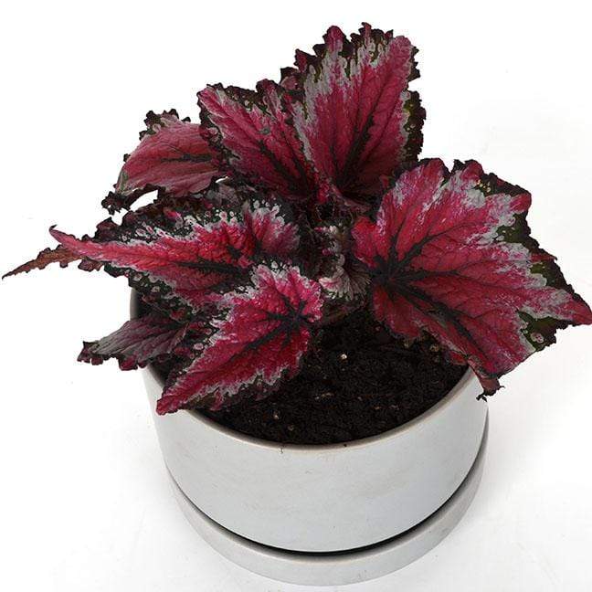 Urban Sprouts Plant 6" in nursery pot Begonia 'Tuscan Bonfire'