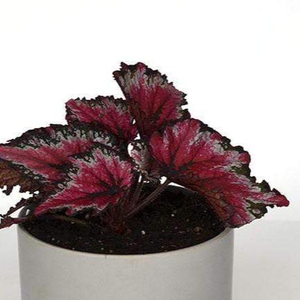 Urban Sprouts Plant 6" in nursery pot Begonia 'Tuscan Bonfire'