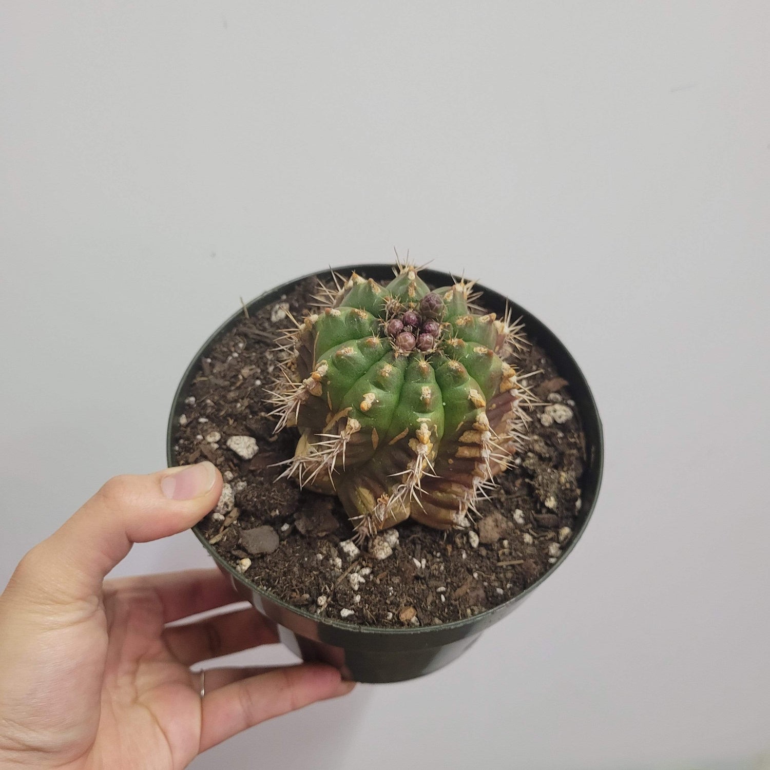Urban Sprouts Plant 6" in nursery pot Cactus 'Chin'
