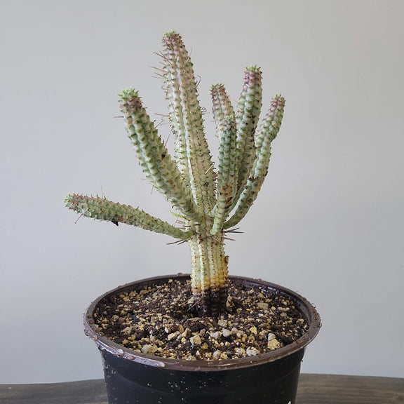 Urban Sprouts Plant 6" in nursery pot Cactus 'Corn Cob'
