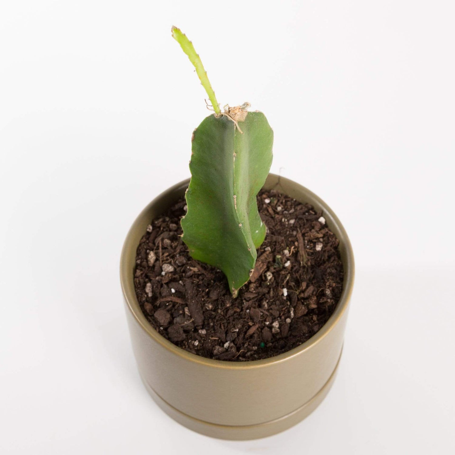 Urban Sprouts Plant 6" in nursery pot Cactus 'Dragon Fruit'