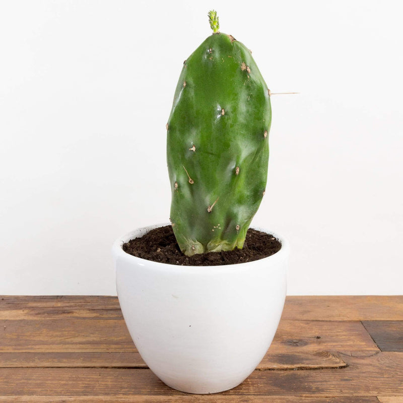 Cactus 'Prickly Pear' - Urban Sprouts