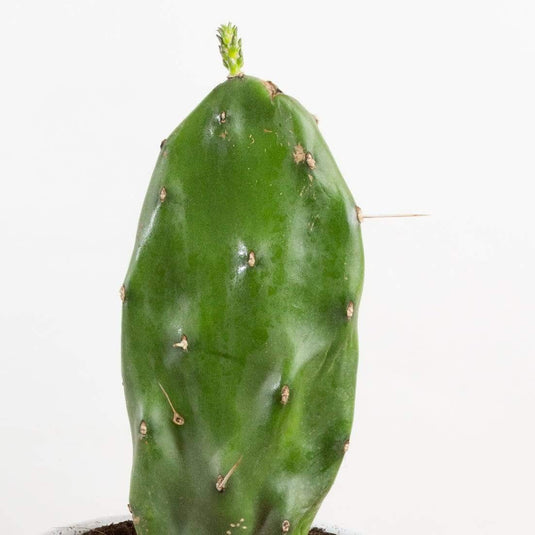 7022390 GROW KIT PRICKLY CACTUS Modern Sprout Prickly Pear Cactus