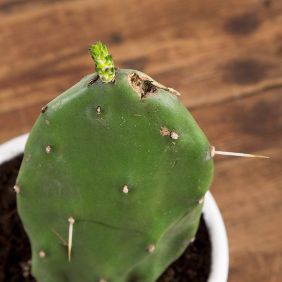 Cactus 'Prickly Pear' - Urban Sprouts