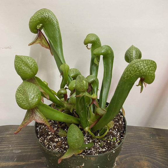 Urban Sprouts Plant 6" in nursery pot Carnivorous 'Cobra Lily'