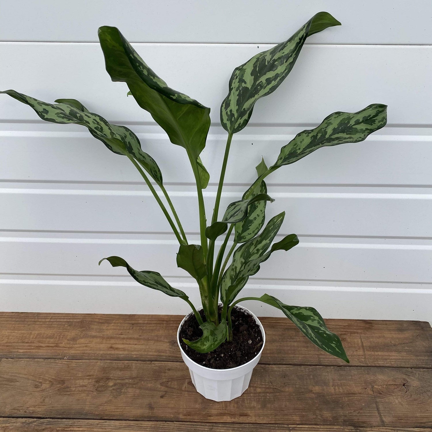 Chinese Evergreen 'Juliette' - Urban Sprouts