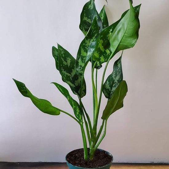Urban Sprouts Plant 6" in nursery pot Chinese Evergreen 'Maria'