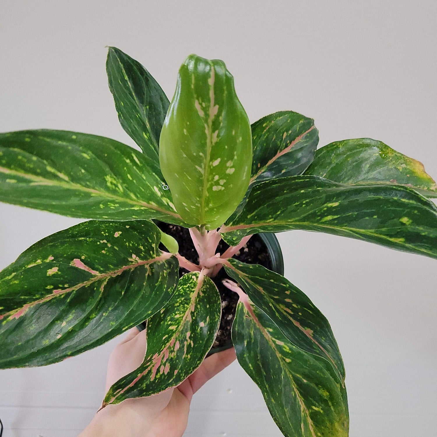 Urban Sprouts Plant 6" in nursery pot Chinese Evergreen 'Pink Flamingo'