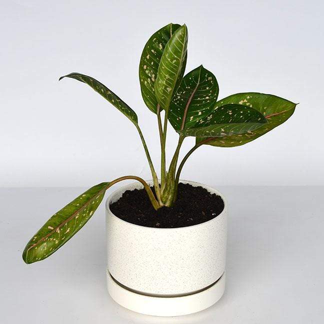 Urban Sprouts Plant 6" in nursery pot Chinese Evergreen 'Pink Moon'