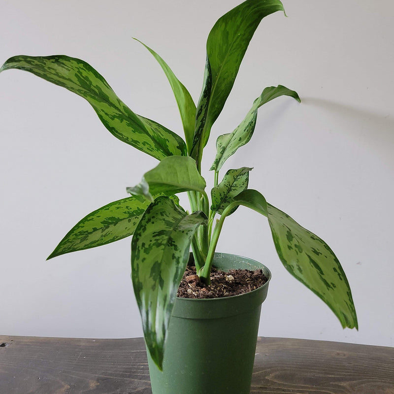 Urban Sprouts Plant 6" in nursery pot Chinese Evergreen 'Romeo'