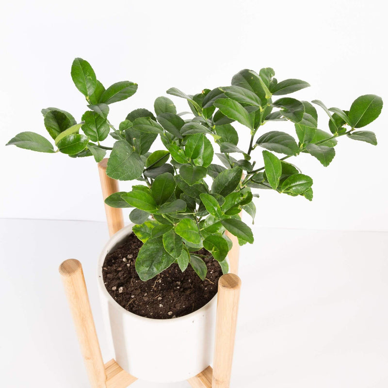 Urban Sprouts Plant 6" in nursery pot Citrus 'Bearss Lime'