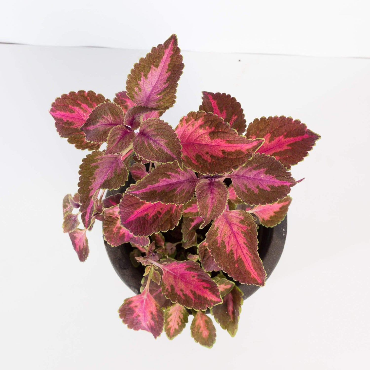 Urban Sprouts Plant 6" in nursery pot Coleus 'Chocolate Cherry'