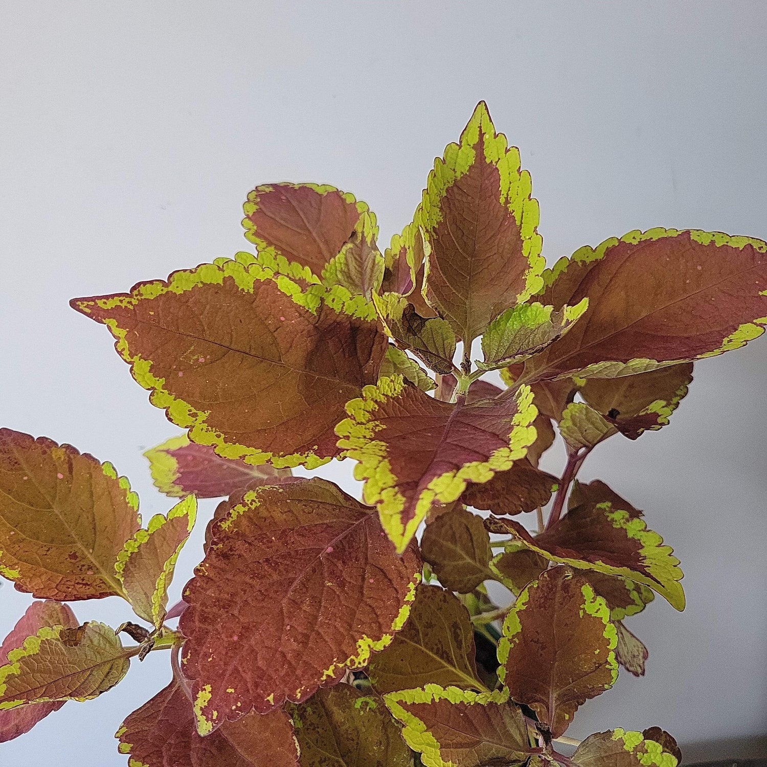 Urban Sprouts Plant 6" in nursery pot Coleus 'Chocolate Mint'