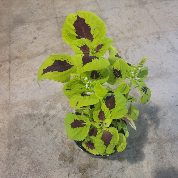 Urban Sprouts Plant 6" in nursery pot Coleus 'Kong™ Lime Sprite'