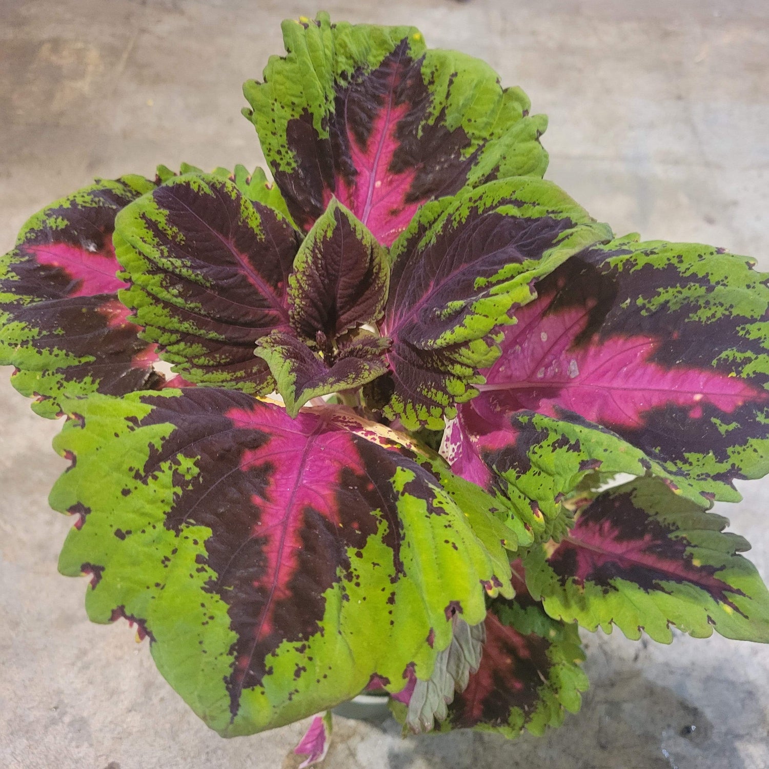 Urban Sprouts Plant 6" in nursery pot Coleus 'Kong Rose'