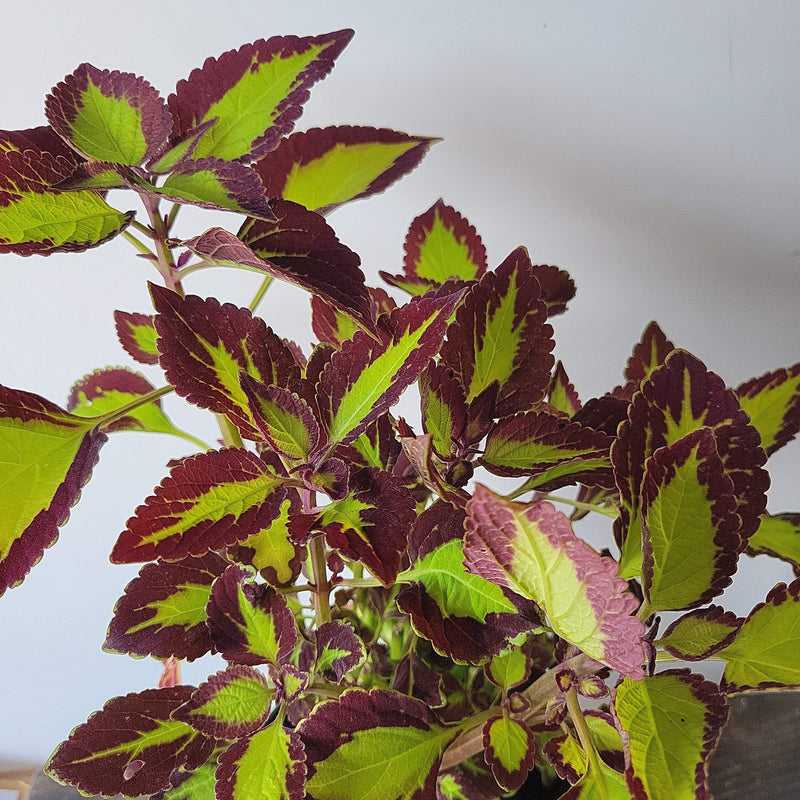 Urban Sprouts Plant 6" in nursery pot Coleus 'Scutellarioides'