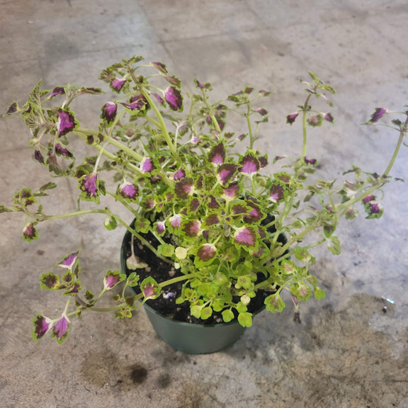 Urban Sprouts Plant 6" in nursery pot Coleus 'Tiny Toes'