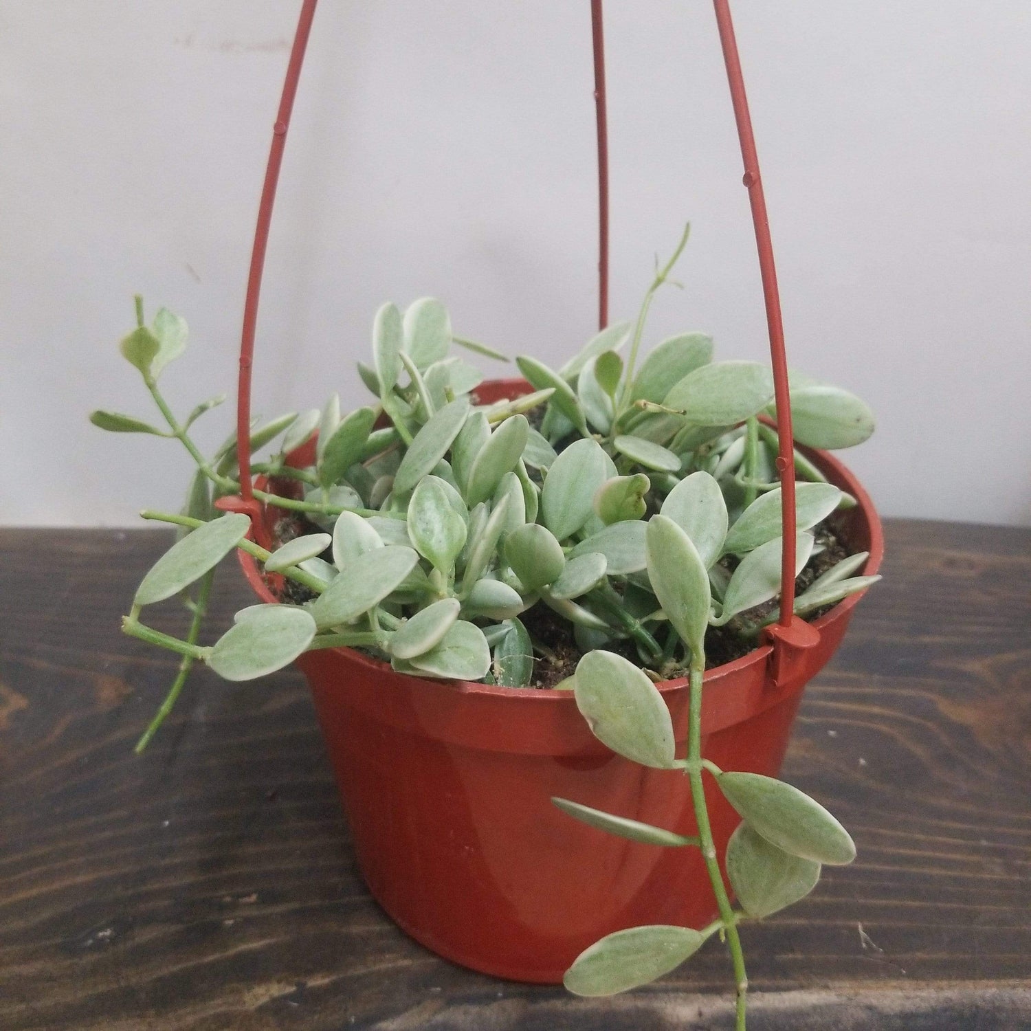 Urban Sprouts Plant 6" in nursery pot Dischidia 'Oiantha'