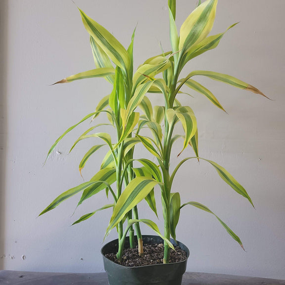 Urban Sprouts Plant 6" in nursery pot Dragon Tree 'Golden Ribbon Plant  - Golden'