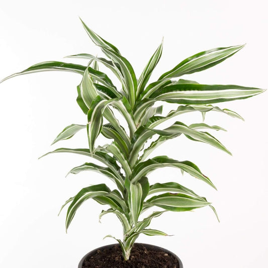 Urban Sprouts Plant 6" in nursery pot Dragon Tree 'Kanzi'