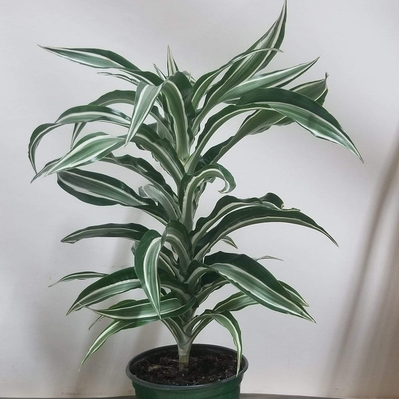 Urban Sprouts Plant 6" in nursery pot Dragon Tree 'Kanzi'