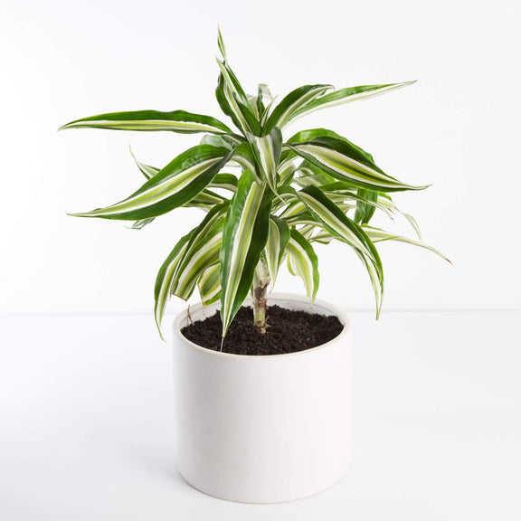 Urban Sprouts Plant 6" in nursery pot Dragon Tree 'Malayka'