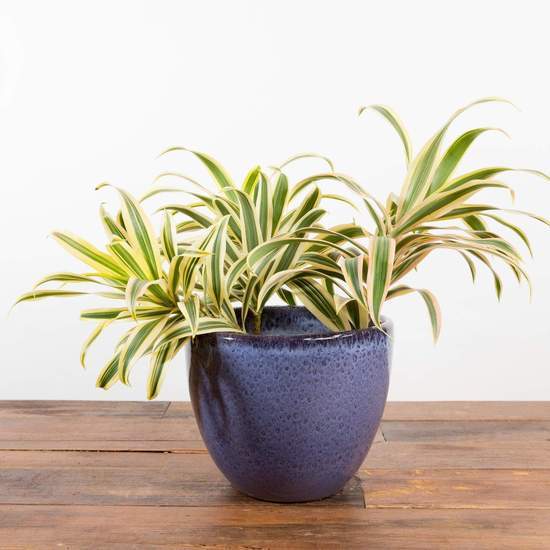 Dragon Tree 'Song Of India - Variegated' - Urban Sprouts