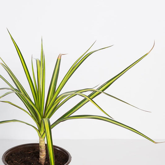 Urban Sprouts Plant 6" in nursery pot Dragon Tree 'Sunray'