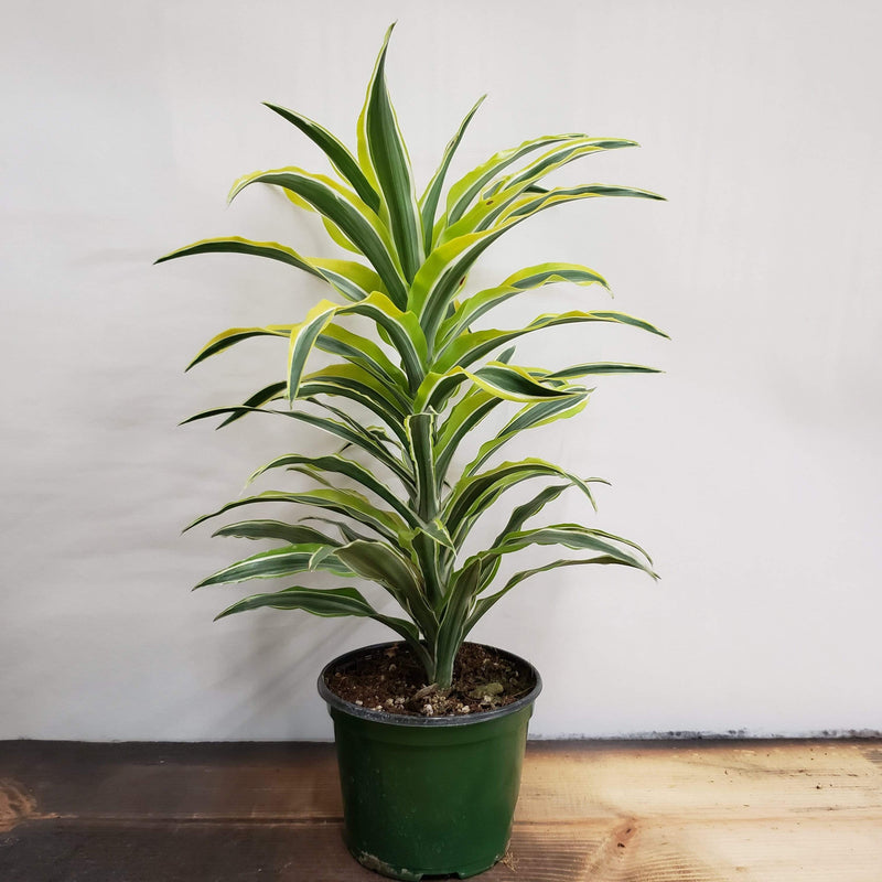 Urban Sprouts Plant 6" in nursery pot Dragon Tree 'Surprise'