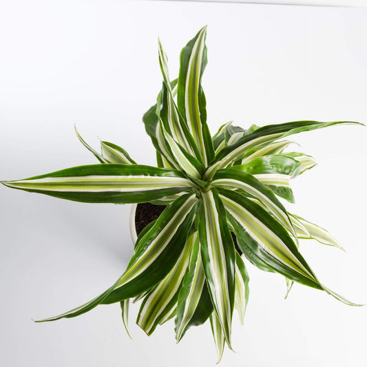 Urban Sprouts Plant 6" in nursery pot Dragon Tree 'Warneckii'