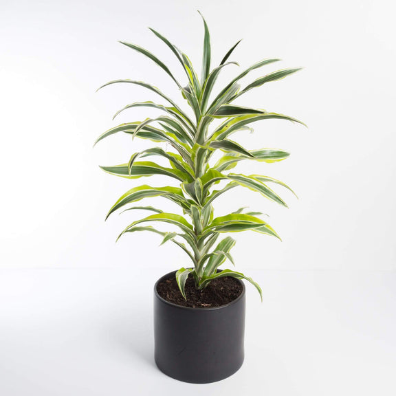 Urban Sprouts Plant 6" in nursery pot Dragon Tree 'White Surprise'