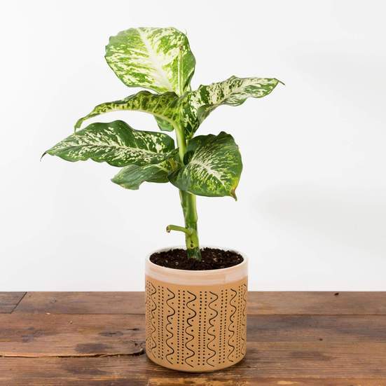 Urban Sprouts Plant 6" in nursery pot Dumb Cane 'Compacta - Variegated'