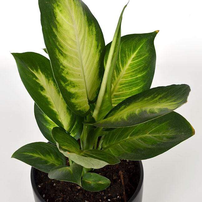 Urban Sprouts Plant 6" in nursery pot Dumb Cane 'Tropic Marianne'
