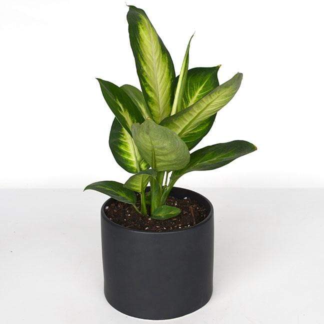 Urban Sprouts Plant 6" in nursery pot Dumb Cane 'Tropic Marianne'