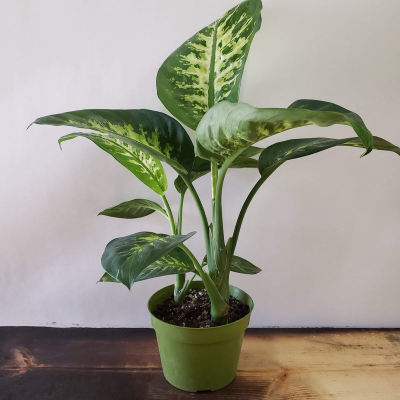 Dumb Cane 'Tropic Snow' - Urban Sprouts