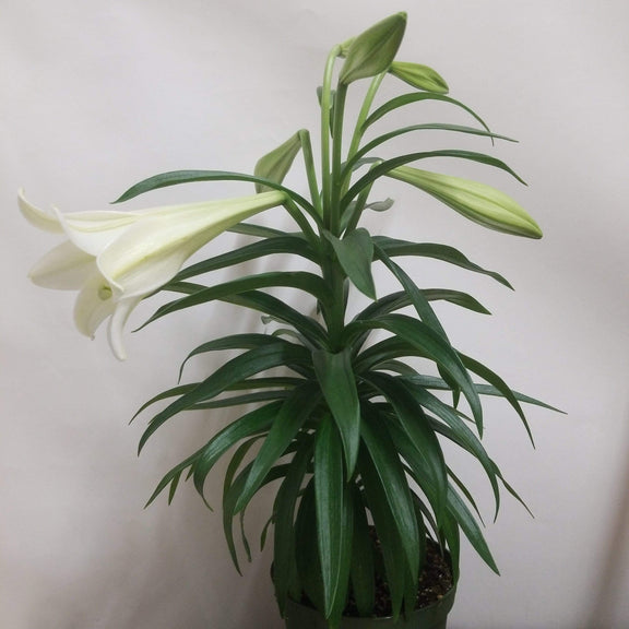Urban Sprouts Plant 6" in nursery pot Easter Lily