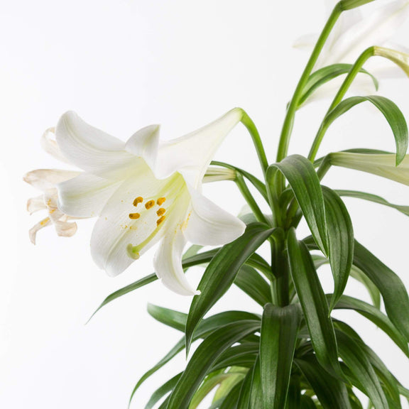 Urban Sprouts Plant 6" in nursery pot Easter Lily