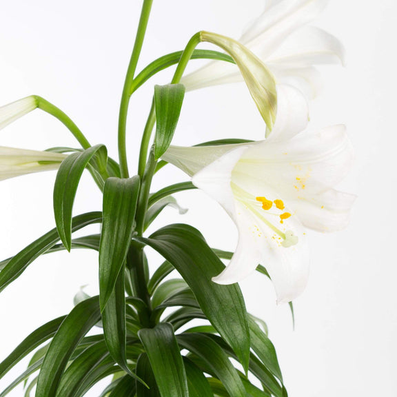 Urban Sprouts Plant 6" in nursery pot Easter Lily