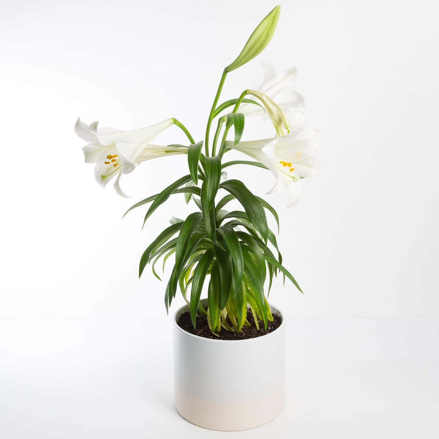 Urban Sprouts Plant 6" in nursery pot Easter Lily