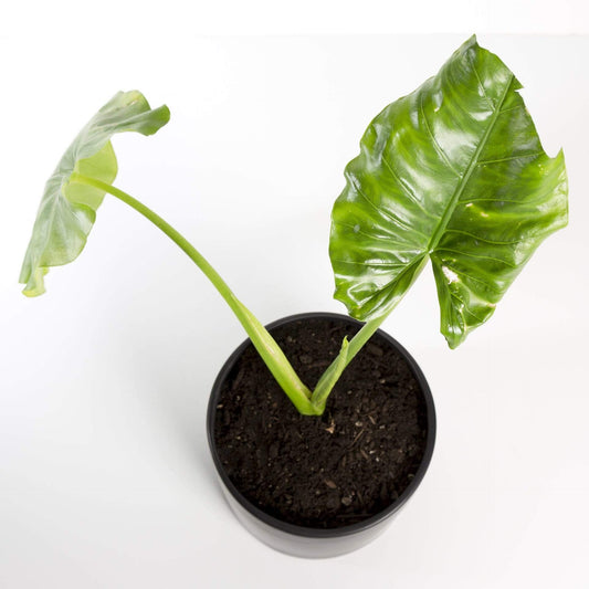 Elephant Ear 'Borneo Giant' - Urban Sprouts