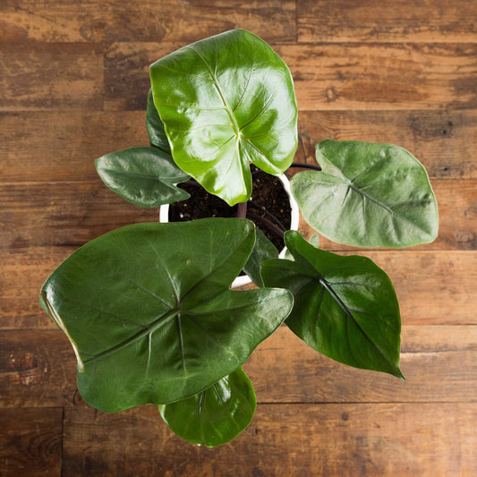 Elephant Ear 'Dark Star' - Urban Sprouts